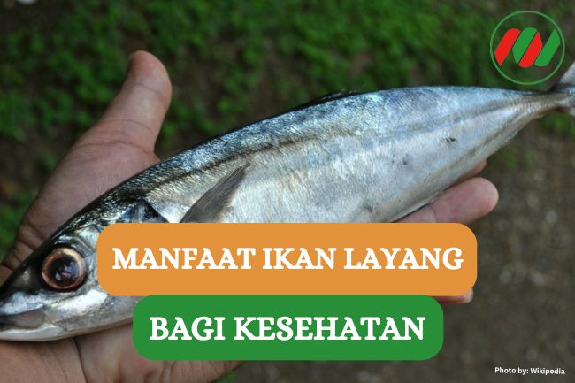 7 Manfaat Ikan Layang bagi Kesehatan yang Jarang Orang Tau